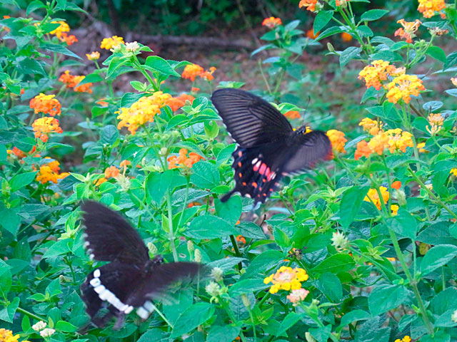 シロオビアゲハ求愛