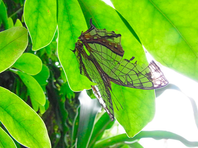 イシガケチョウ