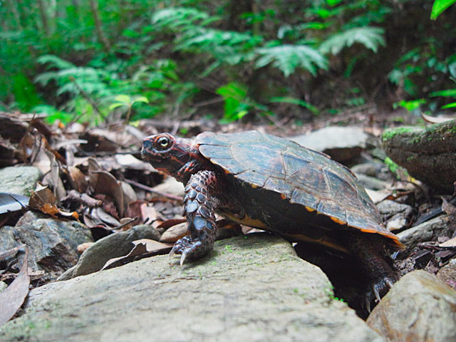 リュウキュウヤマガメ