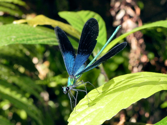 リュウキュウハグロトンボ雄