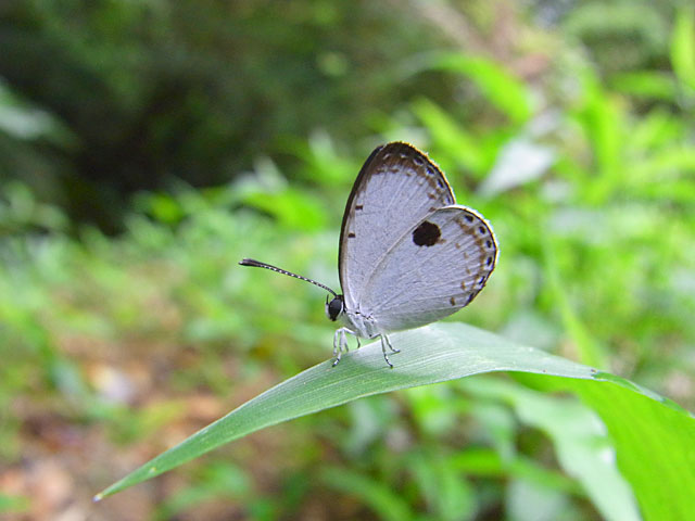 リュウキュウウラボシシジミ