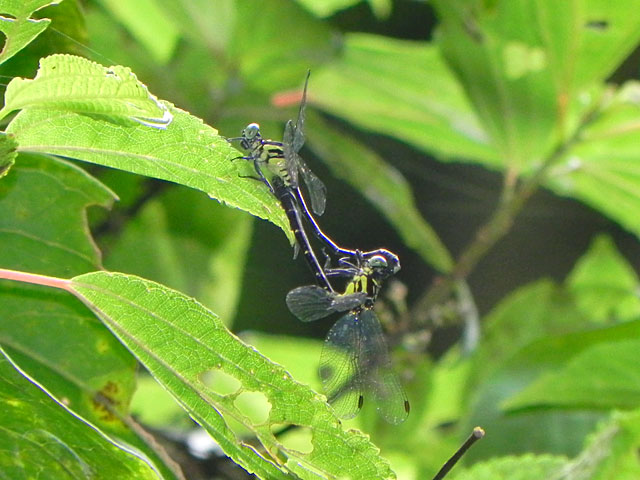 オキナワオジロサナエ交尾ペア