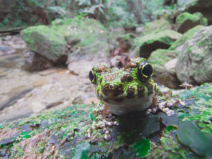 イシカワガエル