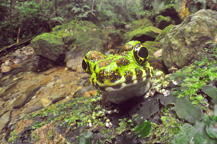 イシカワガエル