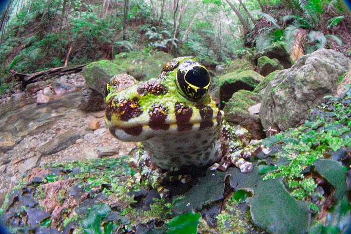 イシカワガエル