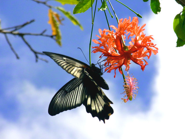 アガサキアゲハ雌