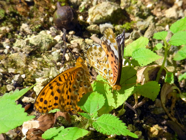 ツマグロヒョウモン求愛行動