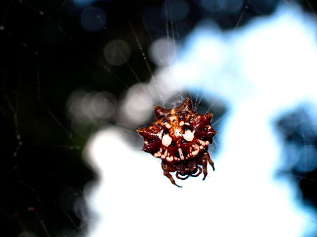 チブサトゲグモ