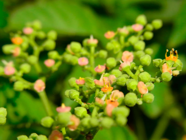 ヤブカラシ花と蕾
