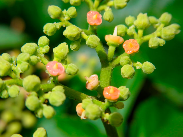ヤブカラシ花と蕾