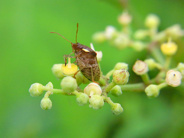 タイワントゲカメムシ
