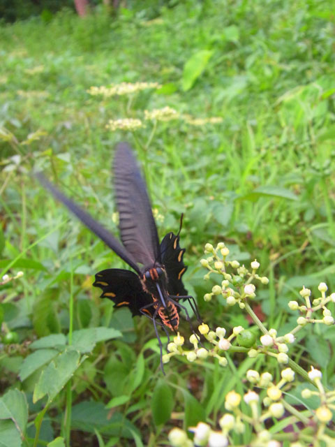 ジャコウアゲハ