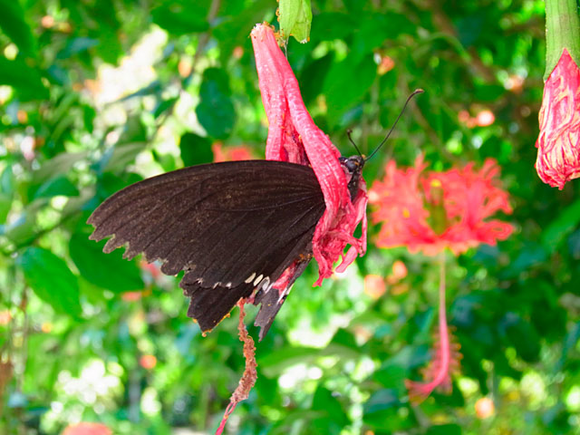シロオビアゲハ