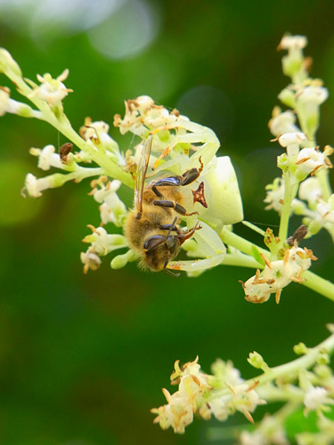 アマミアズチグモ