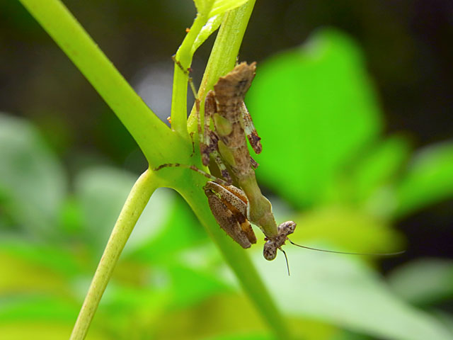 ヒメカマキリ雌幼虫