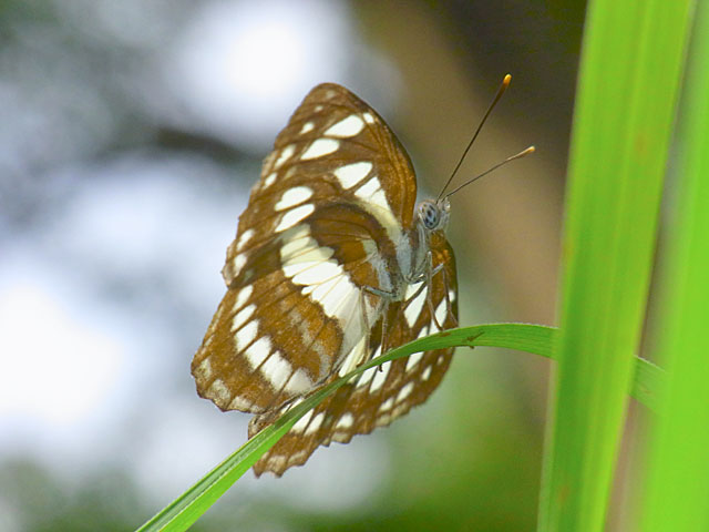 リュウキュウミスジ