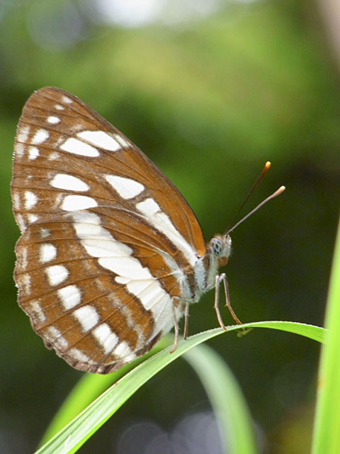リュウキュウミスジ