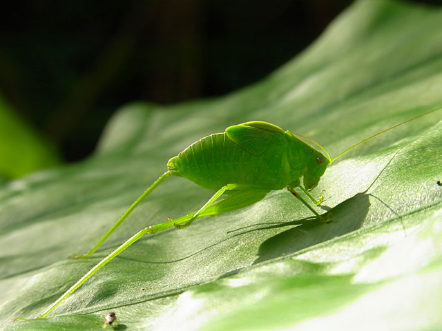 ダイトウクダマキモドキ幼虫？