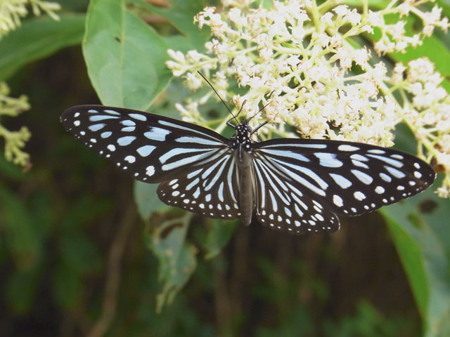 リュウキュウアサギマダラ