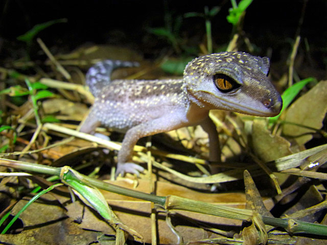 クロイワトカゲモドキ