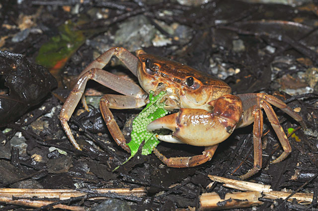 サカモトサワガニ？