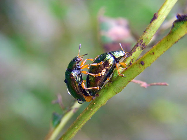 タイワンハムシ交尾ペア