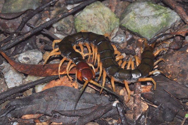 オオムカデの一種