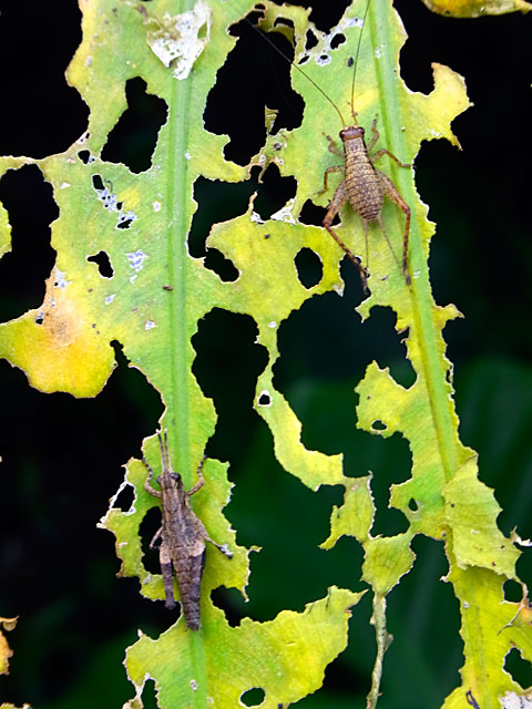 マダラコオロギとオキナワモリバッタ幼虫？