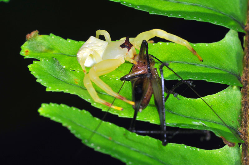 アマミアズチグモ