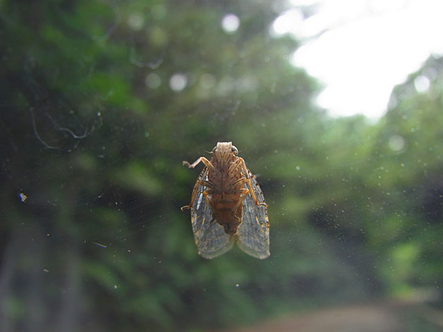 グンバイウンカの一種？