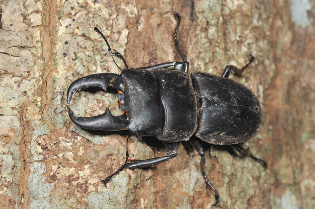 オキナワヒラタクワガタ