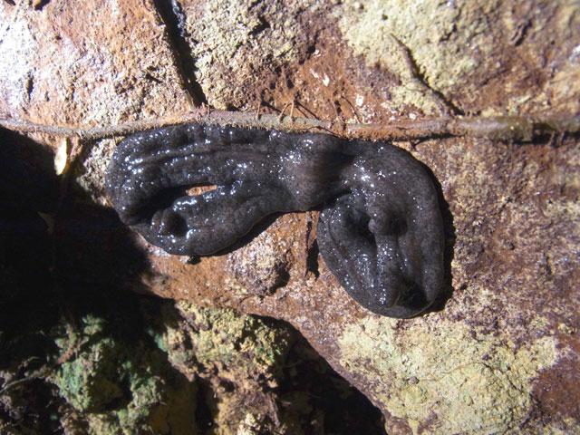 クロコウガイビル