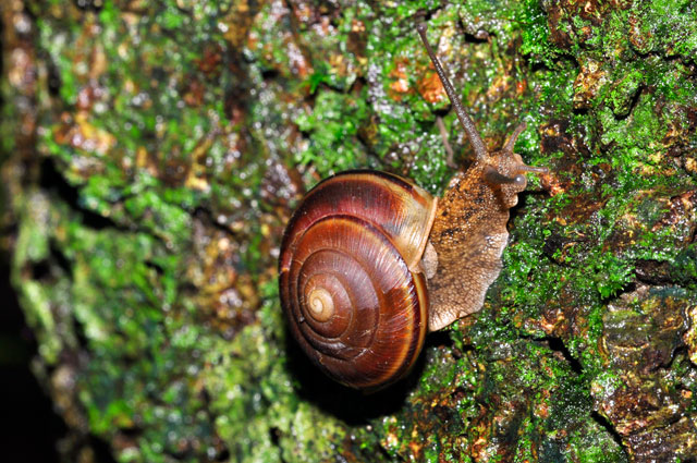 ヤンバルマイマイ