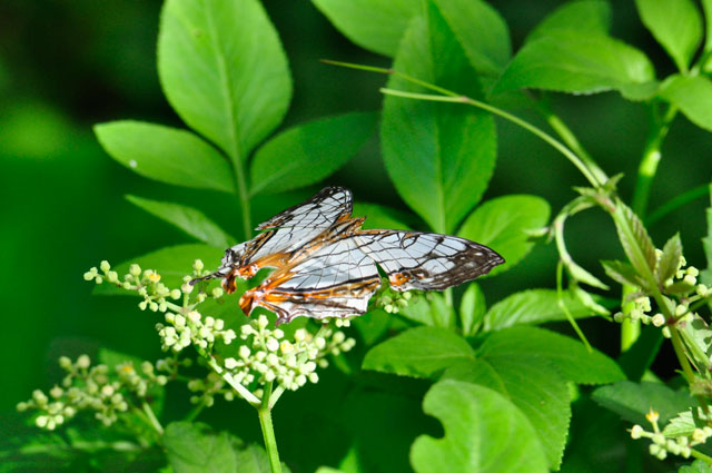 イシガケチョウ