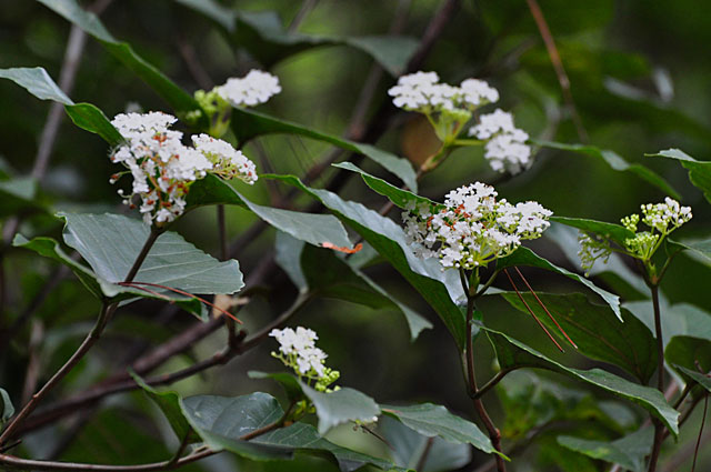 ハクサンボク花