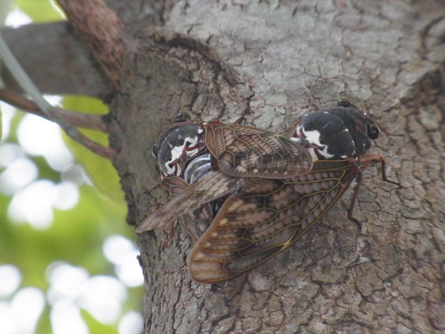 アブラゼミ交尾ペア