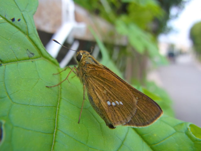 イチモンジセセリ