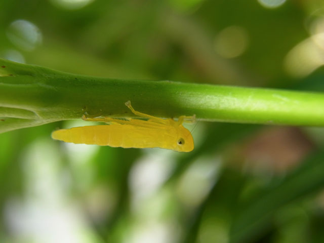 ツマグロオオヨコバイ幼虫