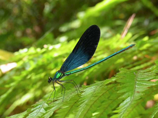 リュウキュウハグロトンボ雄
