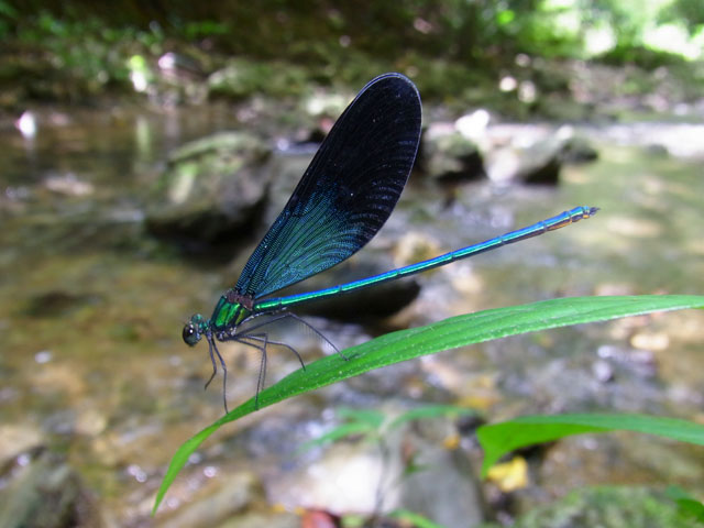 リュウキュウハグロトンボ雄