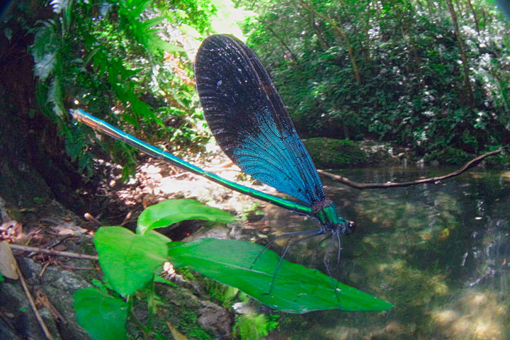 リュウキュウハグロトンボ雄