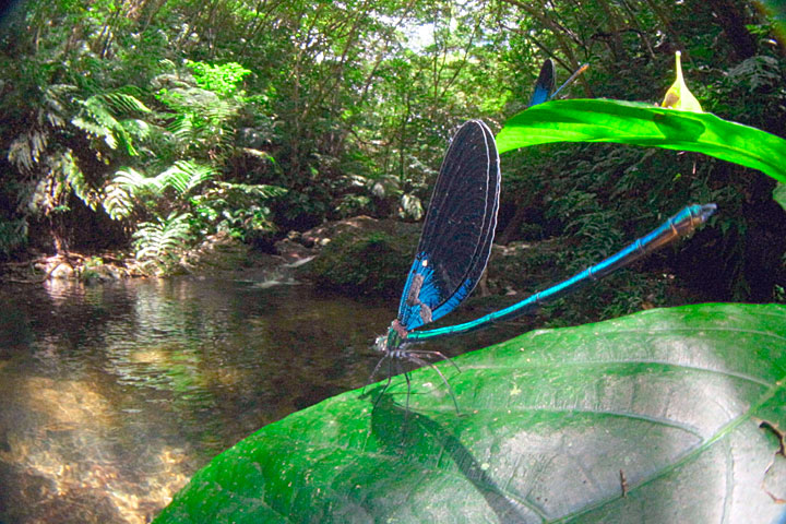 リュウキュウハグロトンボ雄