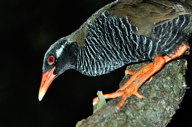 ヤンバルクイナ