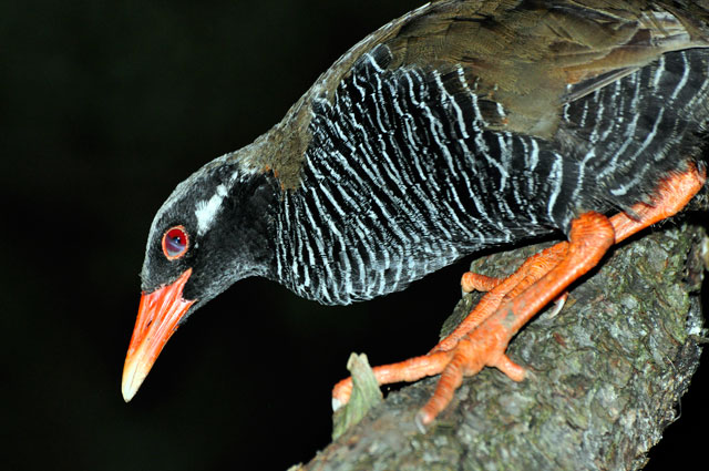 ヤンバルクイナ