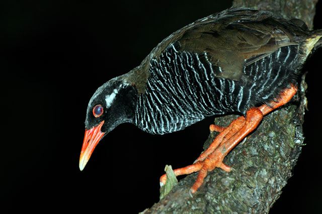 ヤンバルクイナ