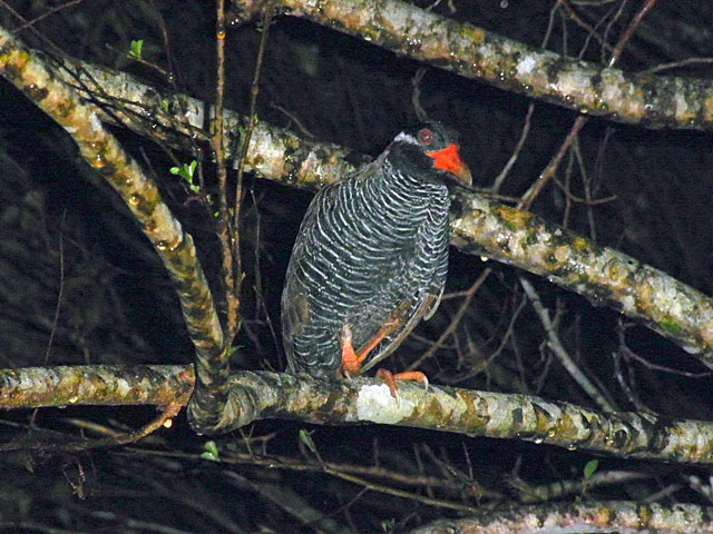 ヤンバルクイナ亜成鳥