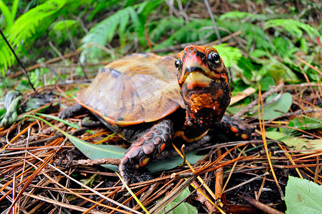 リュウキュウヤマガメ