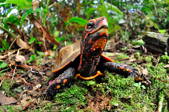 リュウキュウヤマガメ