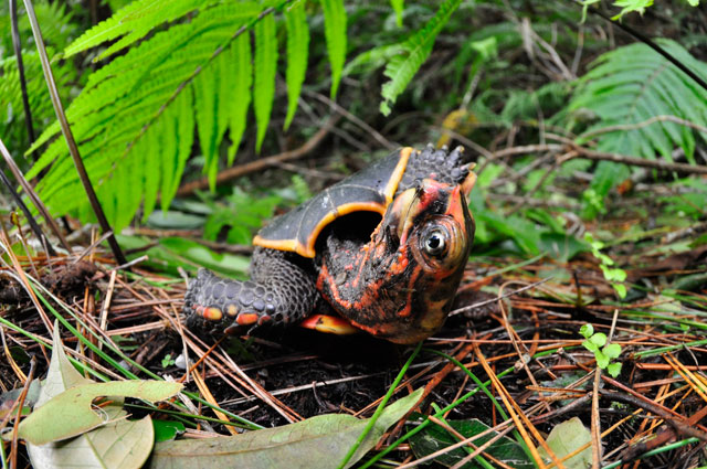 リュウキュウヤマガメ