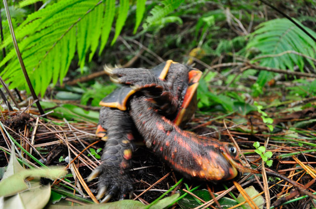 リュウキュウヤマガメ